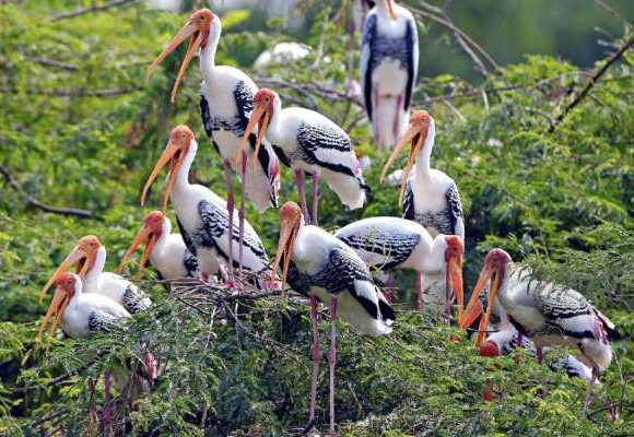 Bharatpur Wildlife Tour