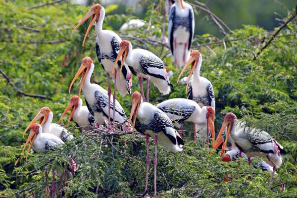 Bharatpur Wildlife Tour