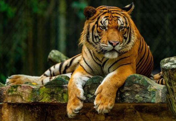 Golden Triangle Tour With Ranthambore