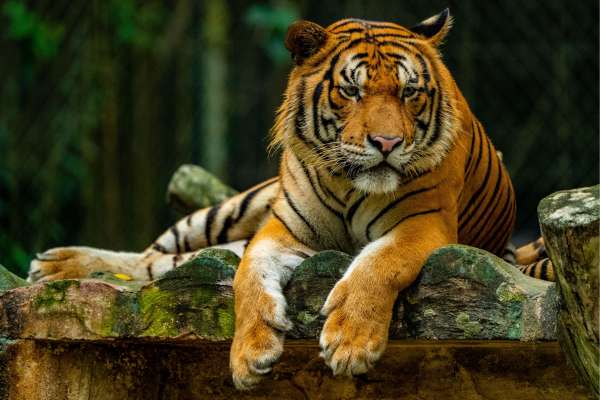 Golden Triangle Tour With Ranthambore